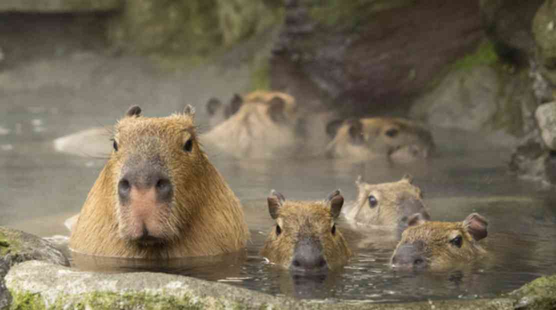 動物たちのお気に入りの場所