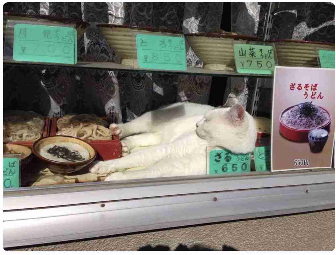 動物たちのお気に入りの場所