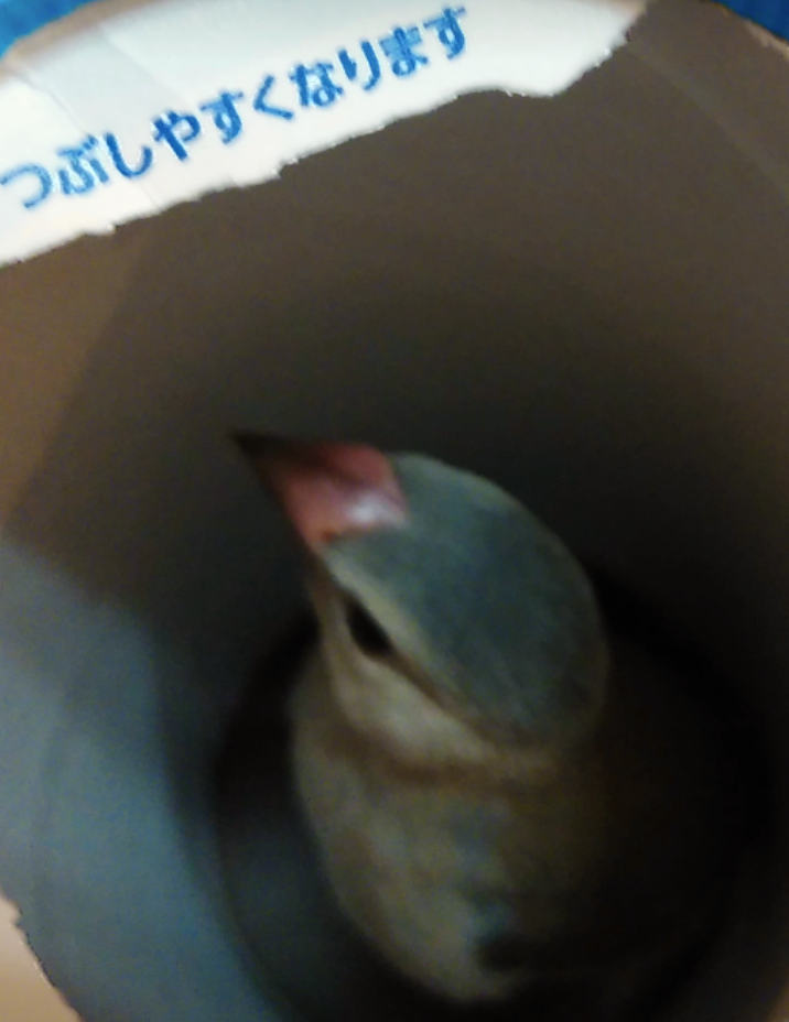 動物たちのお気に入りの場所