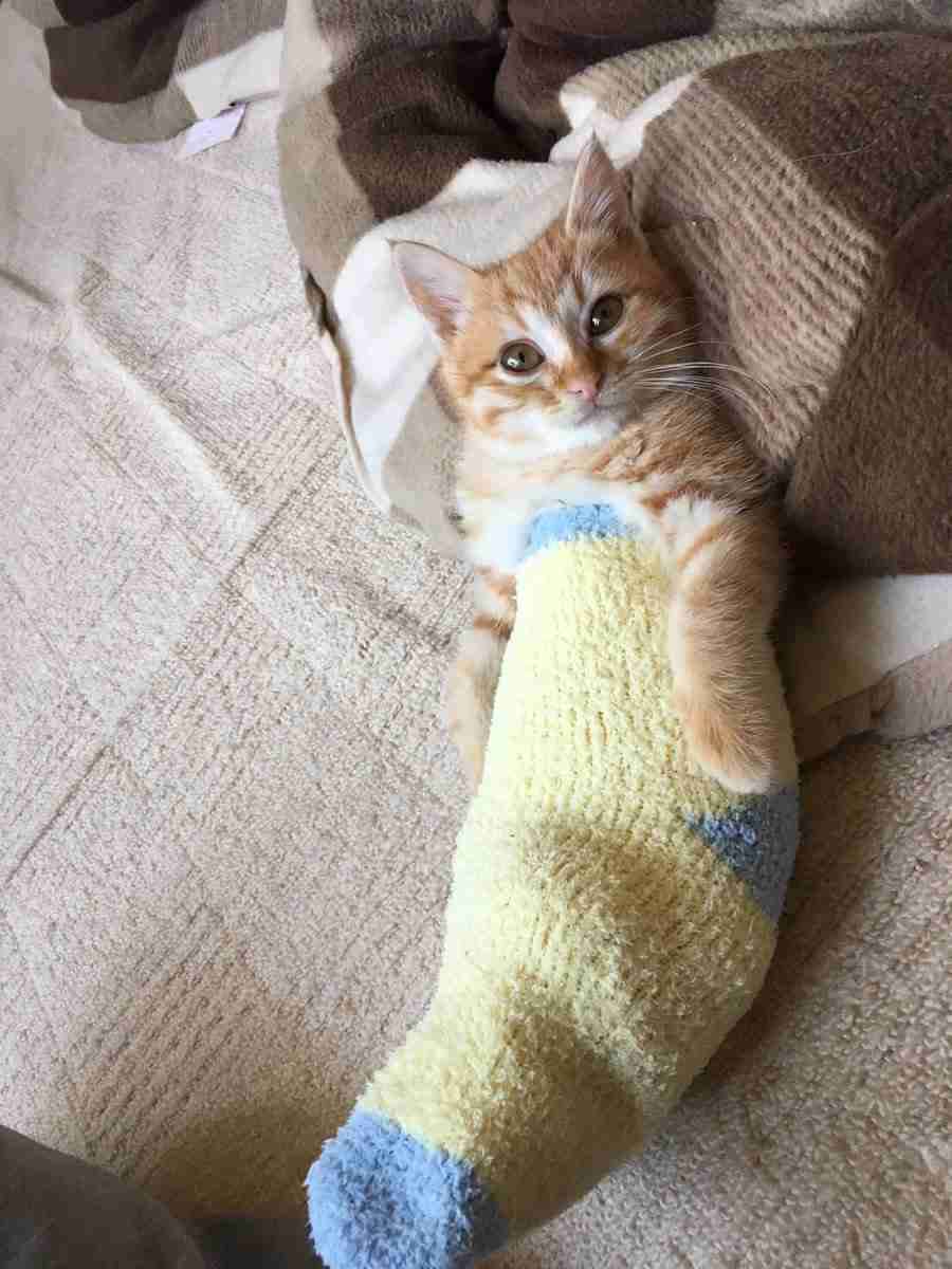 動物たちのお気に入りの場所