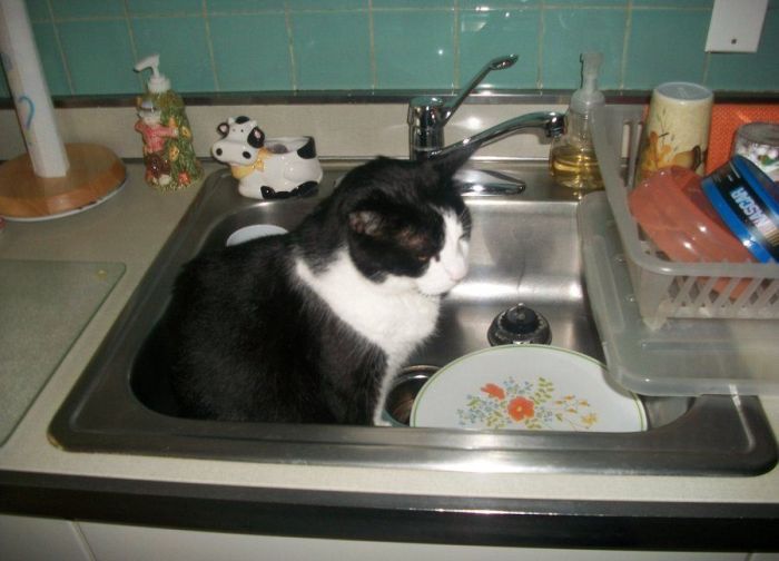 動物たちのお気に入りの場所