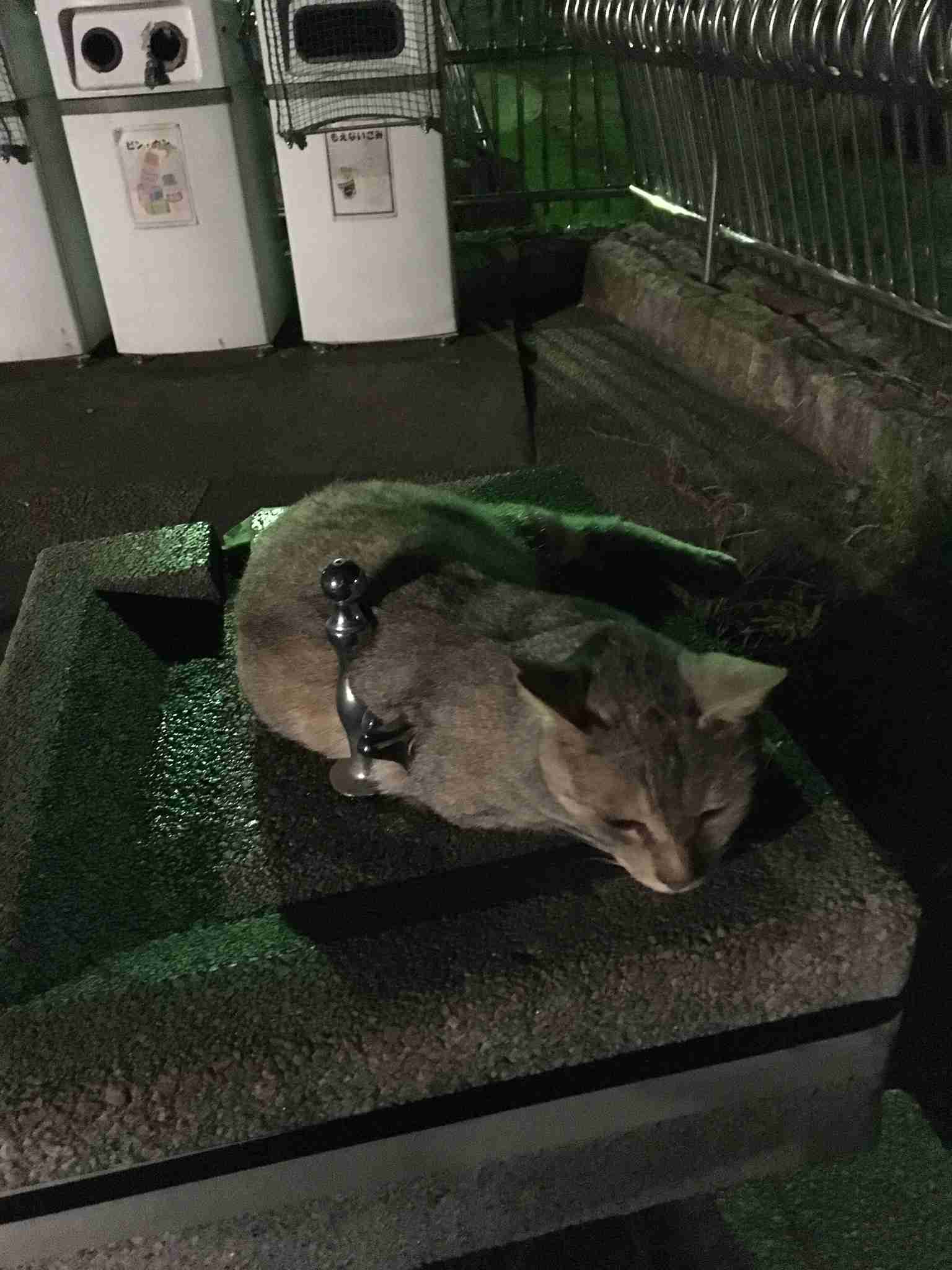 動物たちのお気に入りの場所