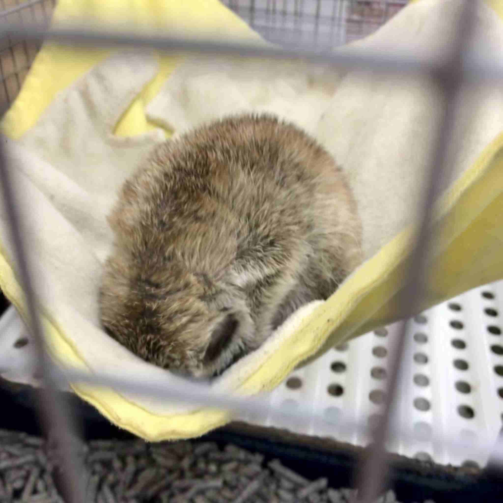 動物たちのお気に入りの場所