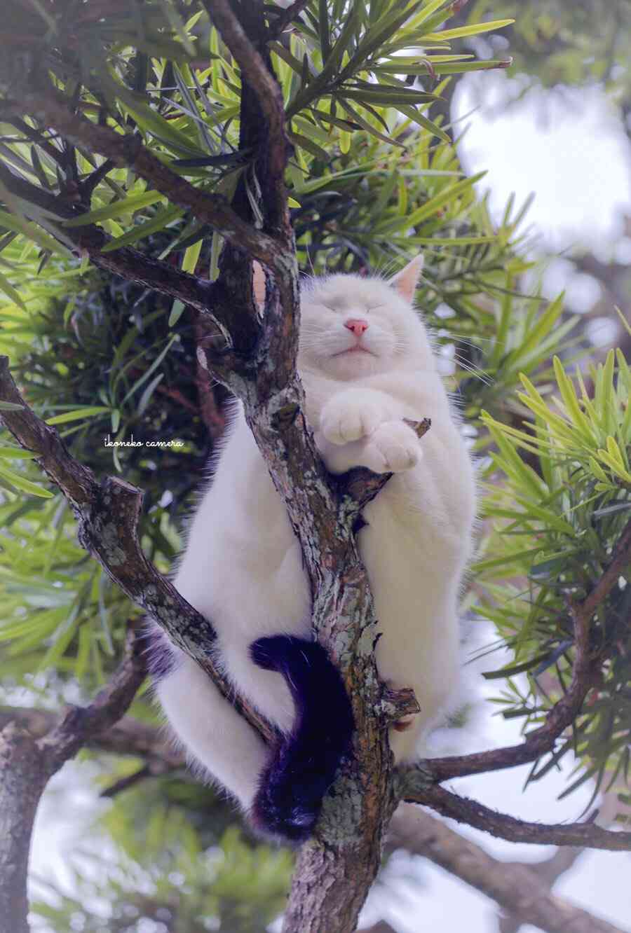 動物たちのお気に入りの場所
