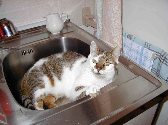 動物たちのお気に入りの場所