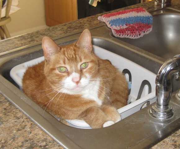 動物たちのお気に入りの場所