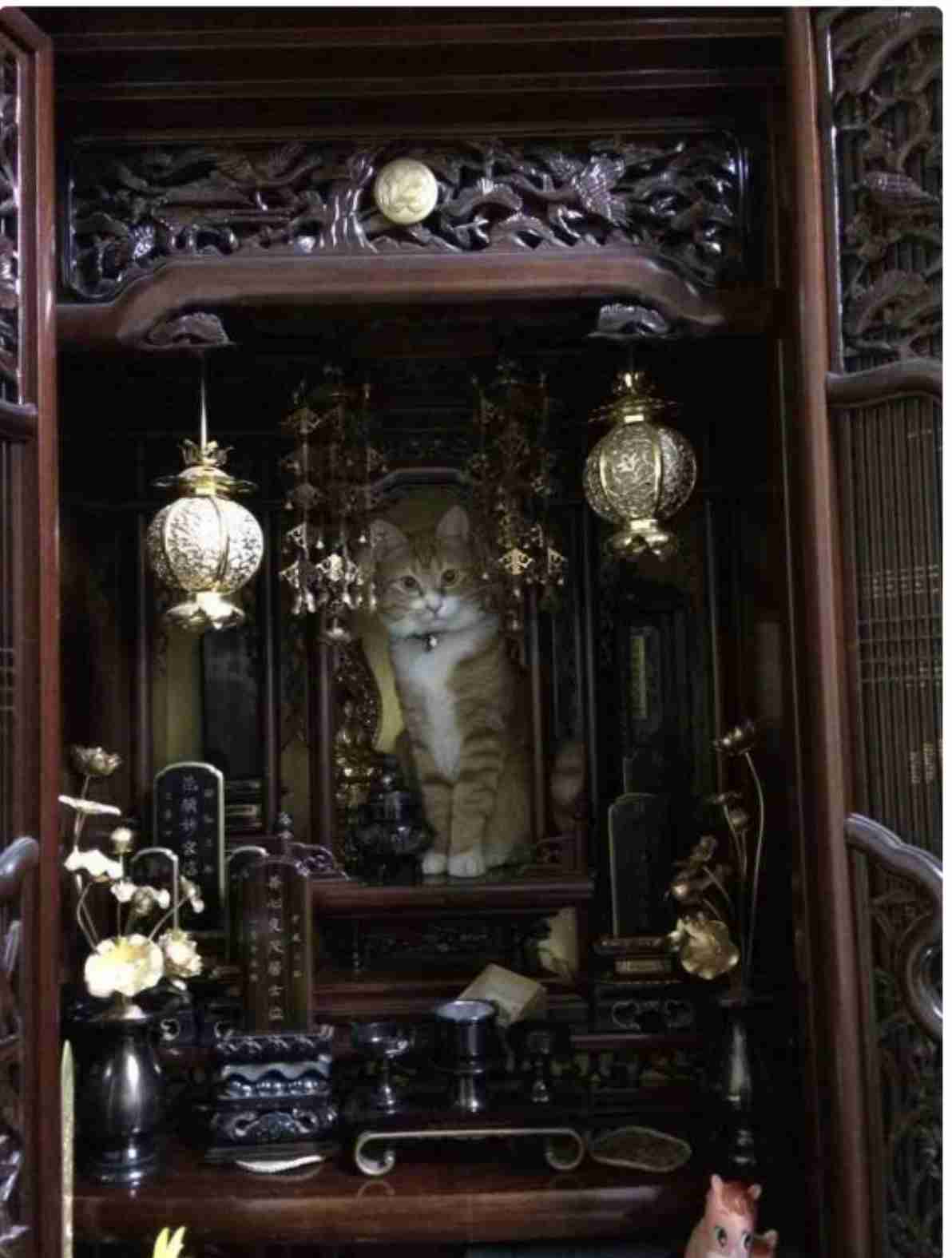 動物たちのお気に入りの場所