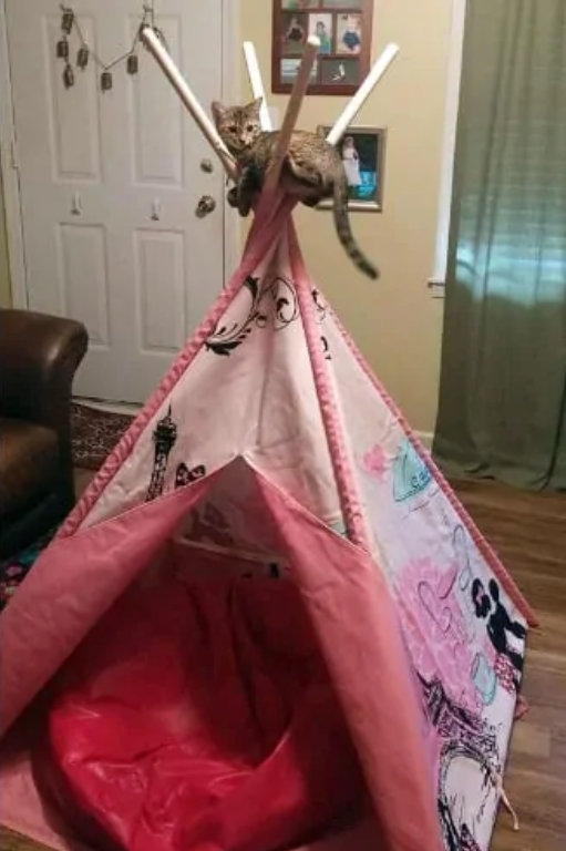 動物たちのお気に入りの場所