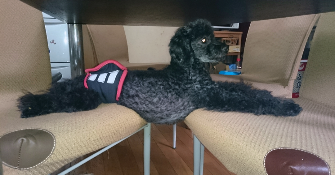 動物たちのお気に入りの場所