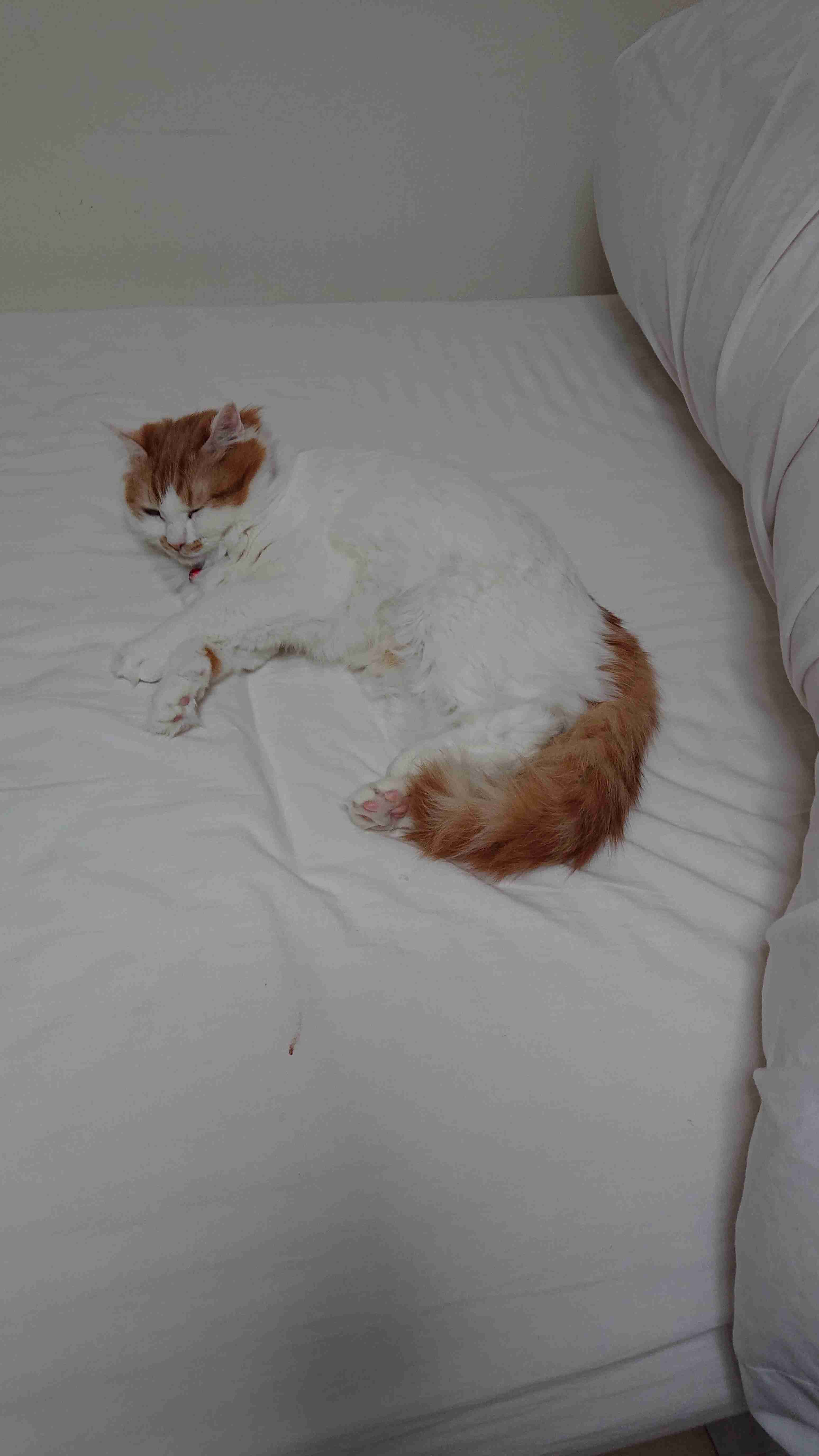 動物たちのお気に入りの場所