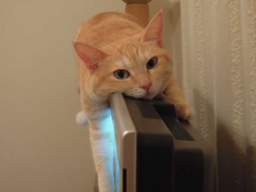 動物たちのお気に入りの場所