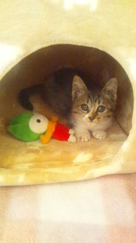 動物たちのお気に入りの場所