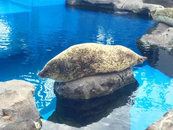 動物たちのお気に入りの場所