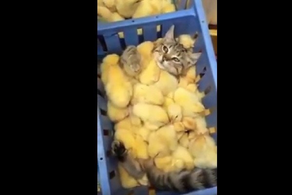 動物たちのお気に入りの場所