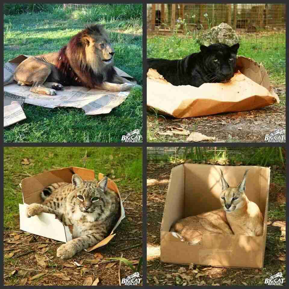 動物たちのお気に入りの場所