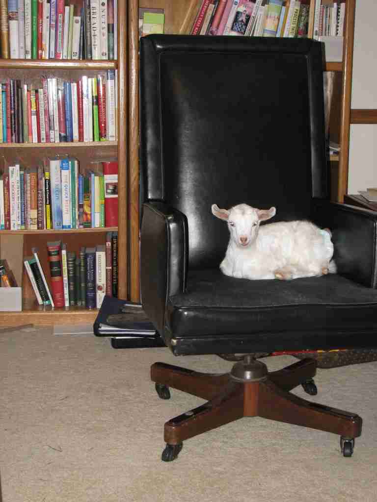 動物たちのお気に入りの場所