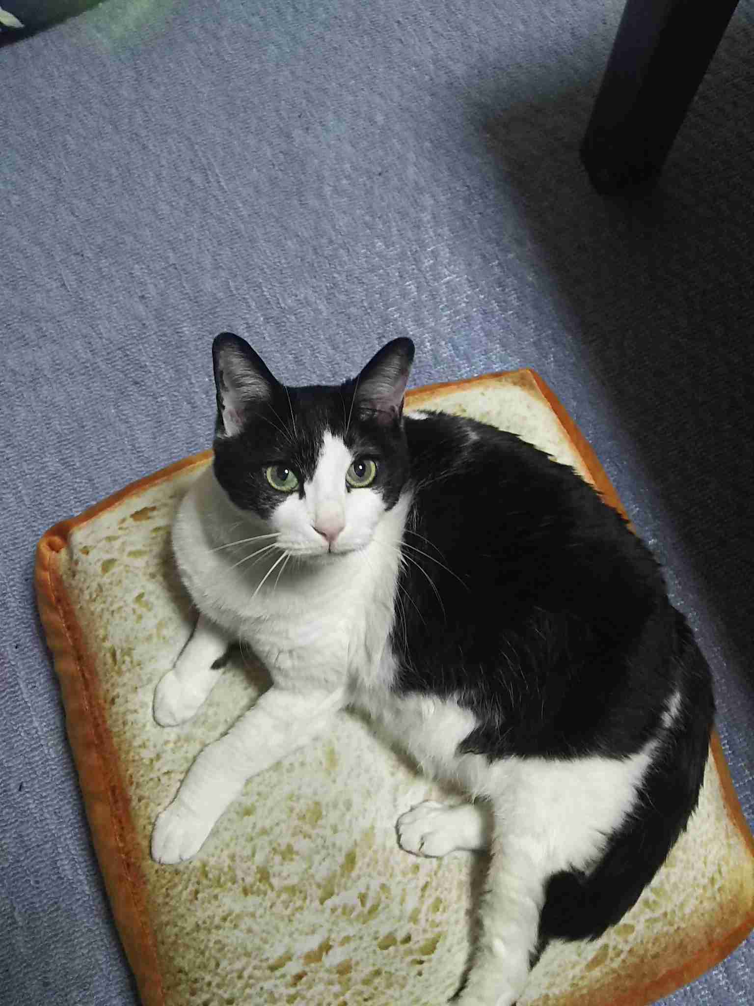 動物たちのお気に入りの場所