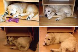 動物たちのお気に入りの場所