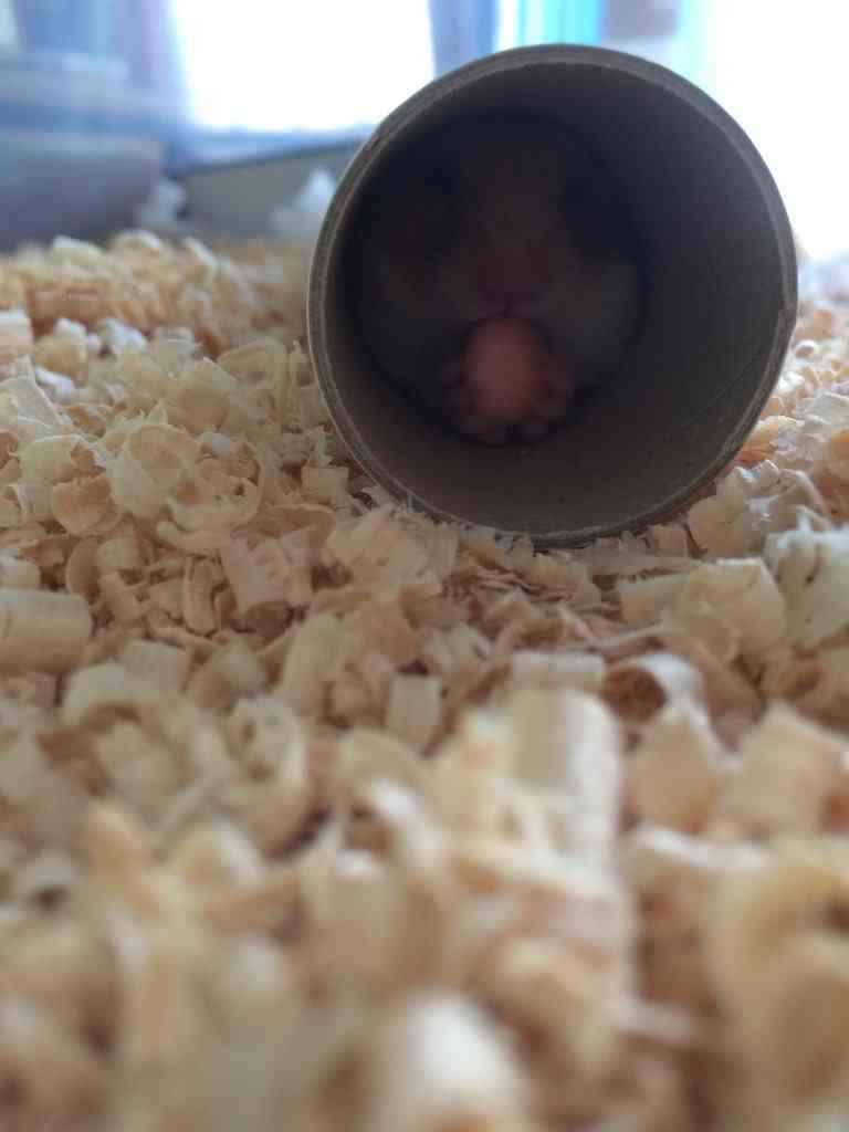 動物たちのお気に入りの場所