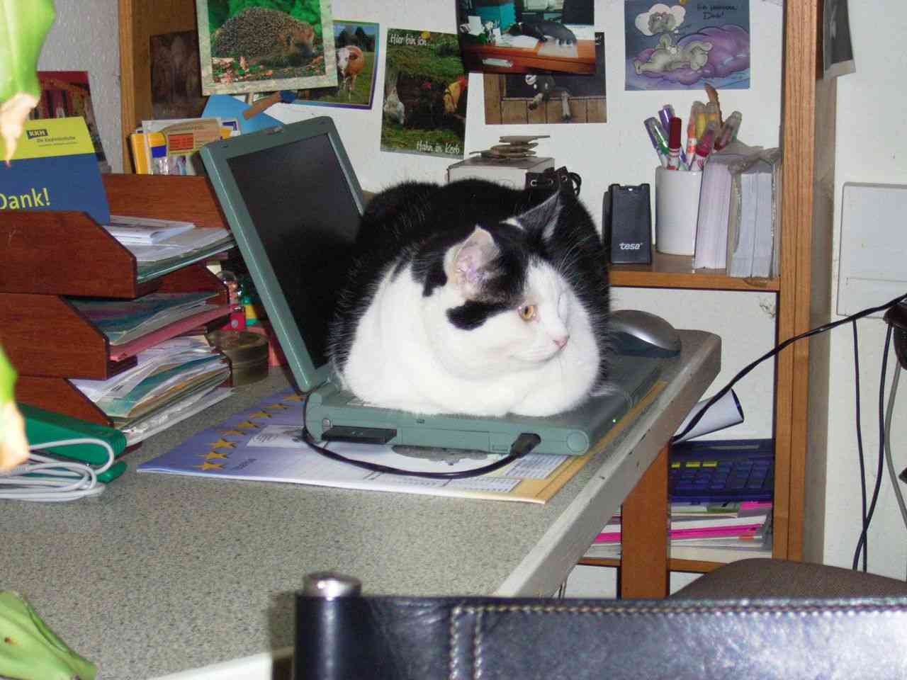 動物たちのお気に入りの場所