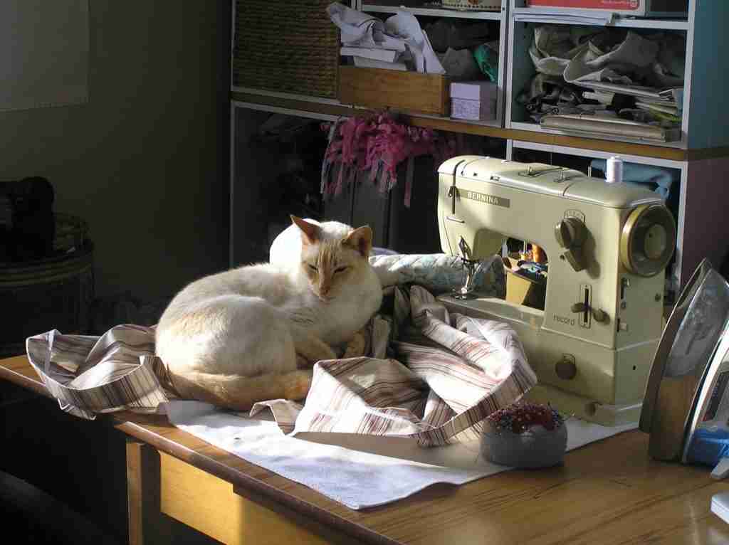 動物たちのお気に入りの場所