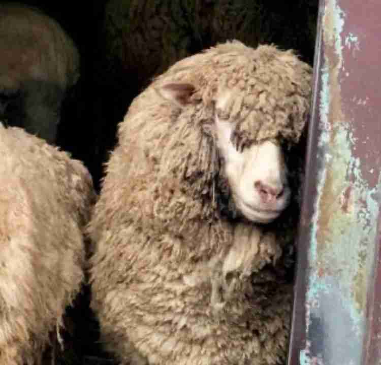 有名人を動物に例えて動物園をつくろう【悪口は禁止】