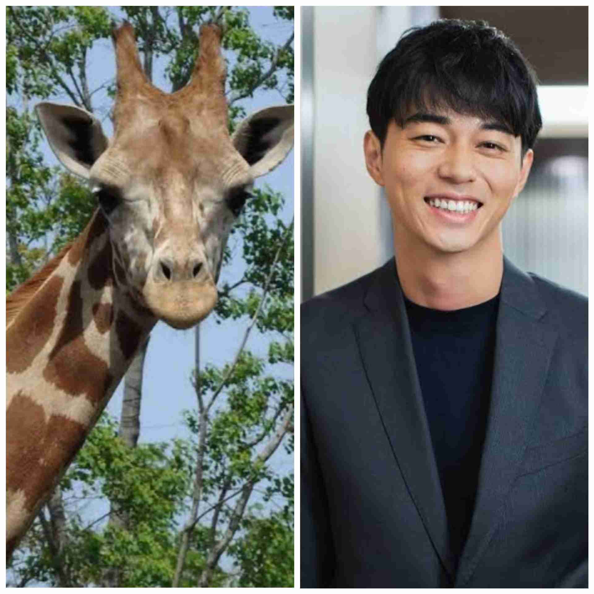 有名人を動物に例えて動物園をつくろう【悪口は禁止】