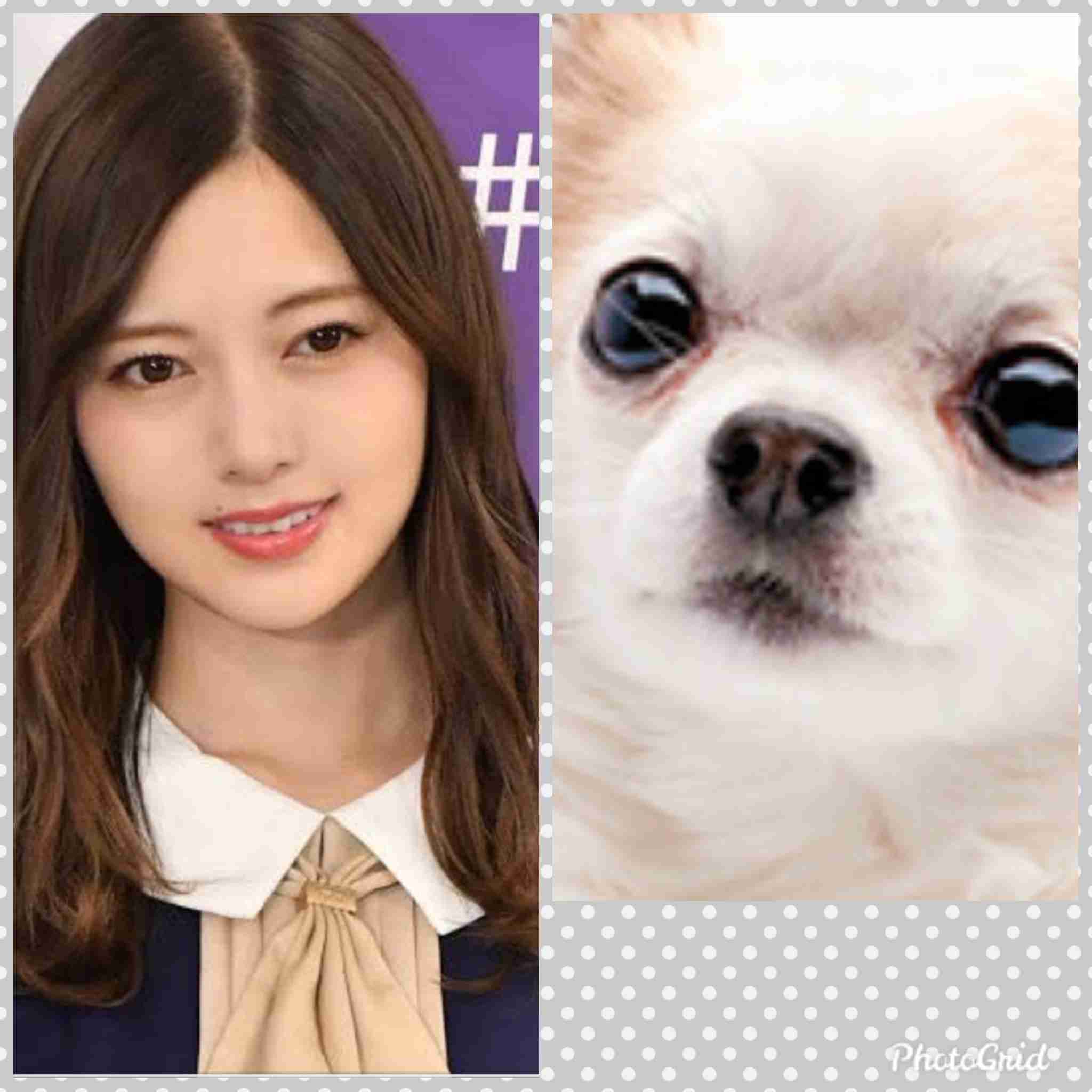 有名人を動物に例えて動物園をつくろう【悪口は禁止】