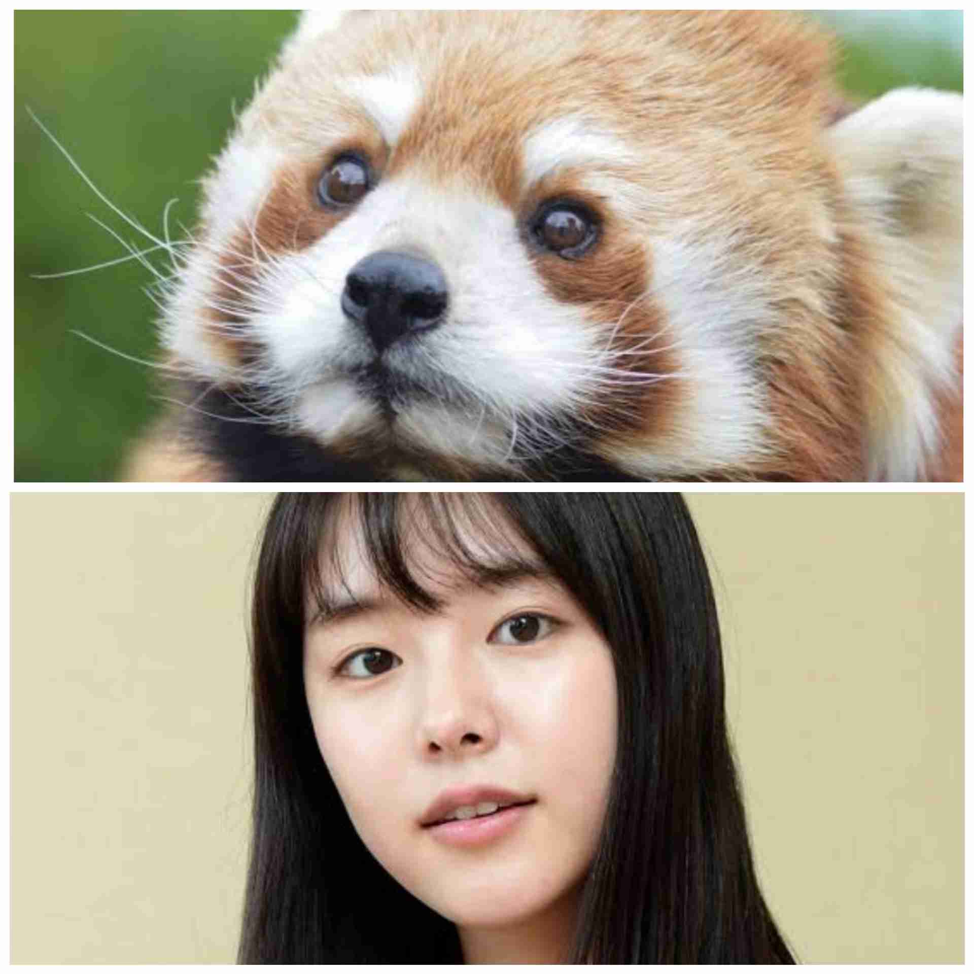 有名人を動物に例えて動物園をつくろう【悪口は禁止】