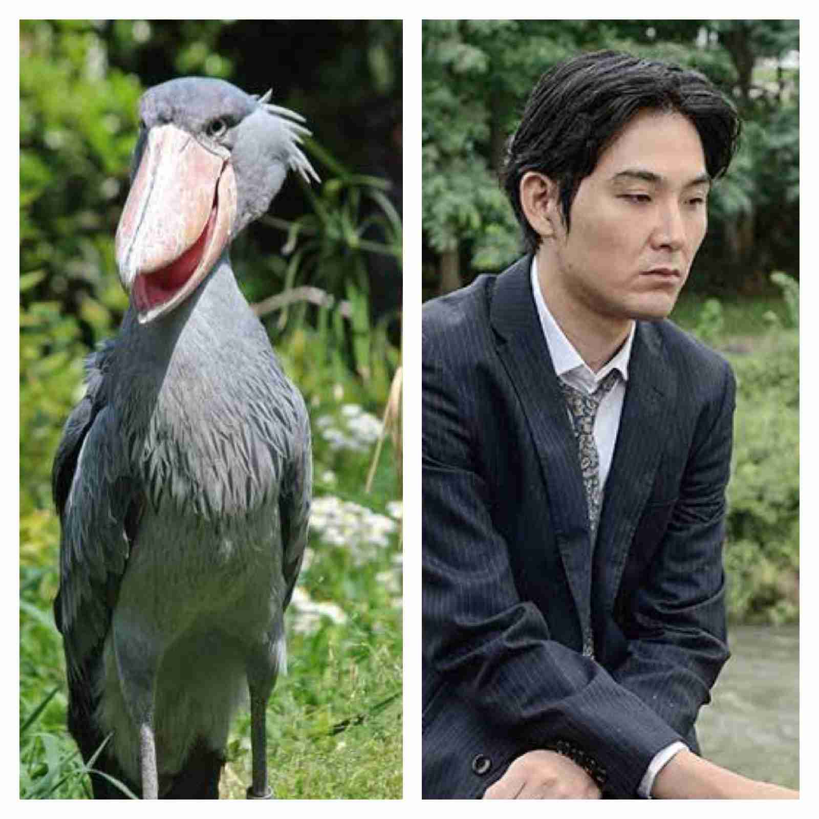 有名人を動物に例えて動物園をつくろう【悪口は禁止】