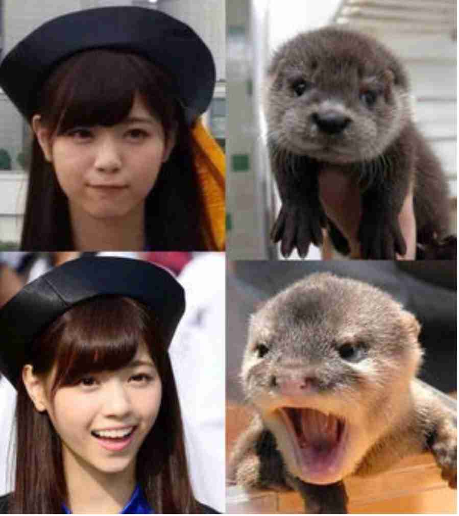 有名人を動物に例えて動物園をつくろう【悪口は禁止】