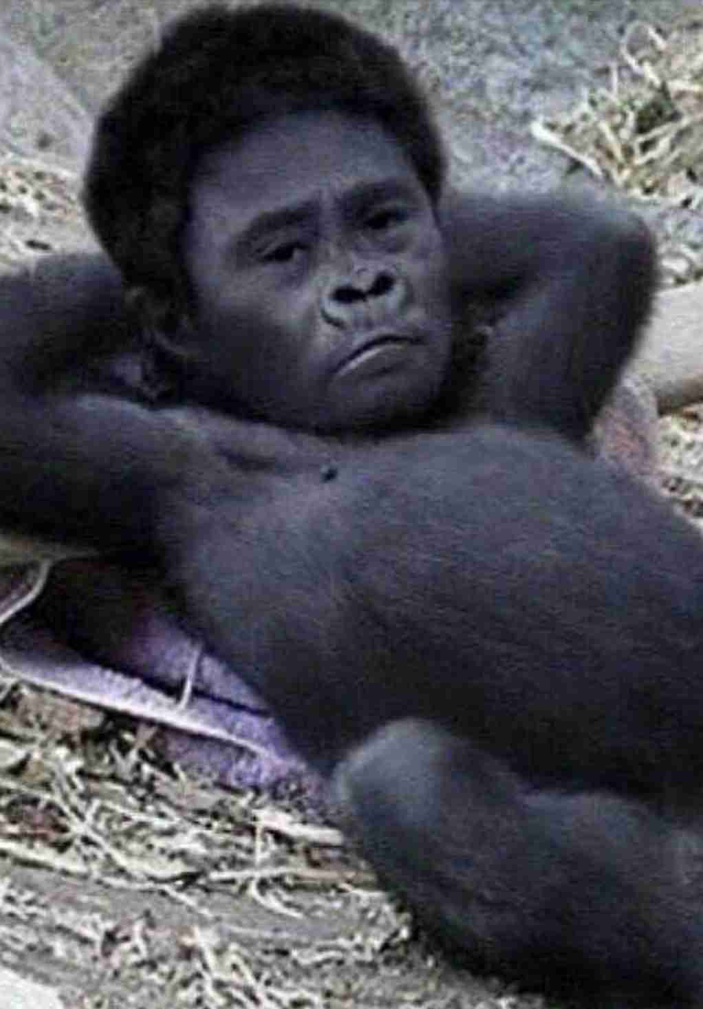 有名人を動物に例えて動物園をつくろう【悪口は禁止】