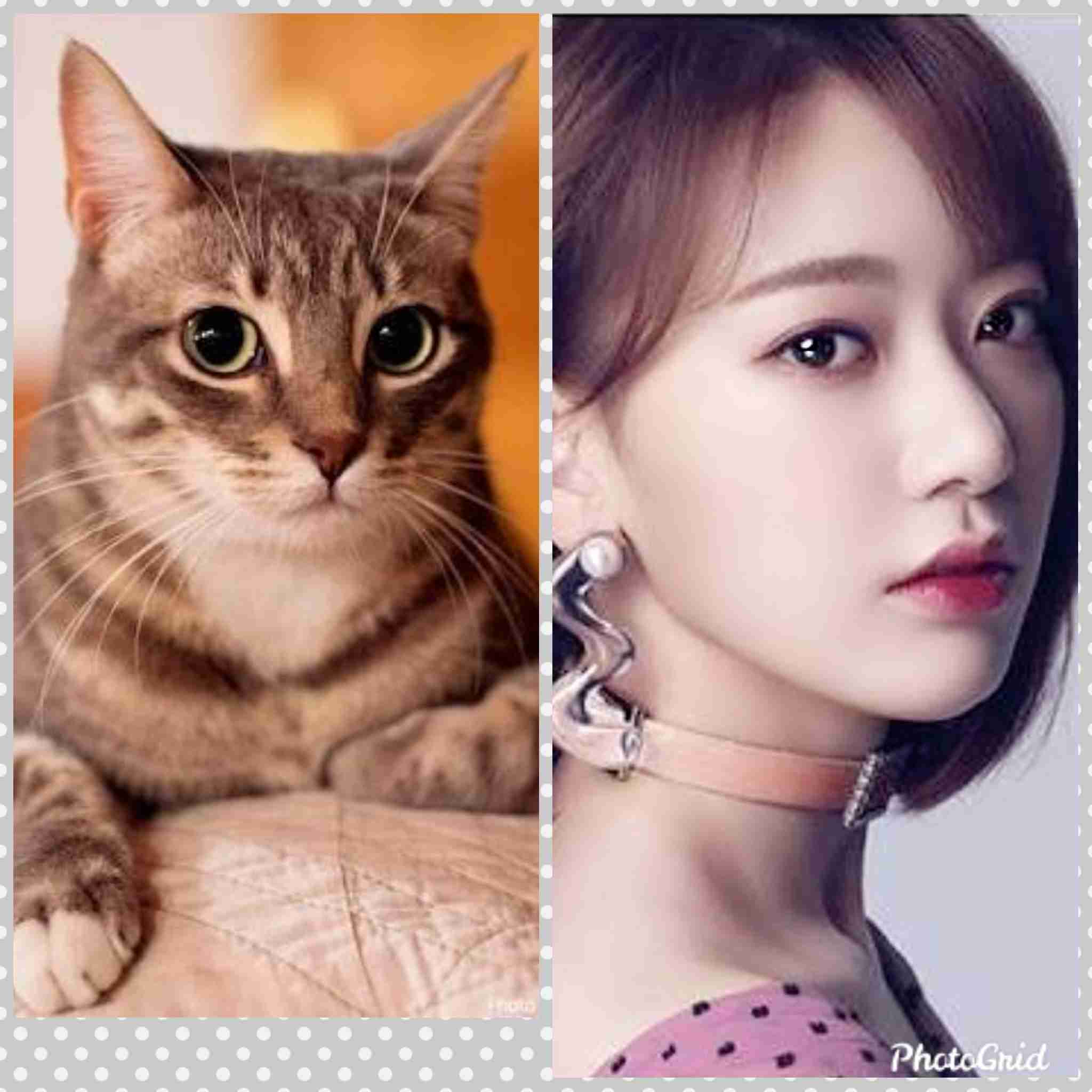 有名人を動物に例えて動物園をつくろう【悪口は禁止】