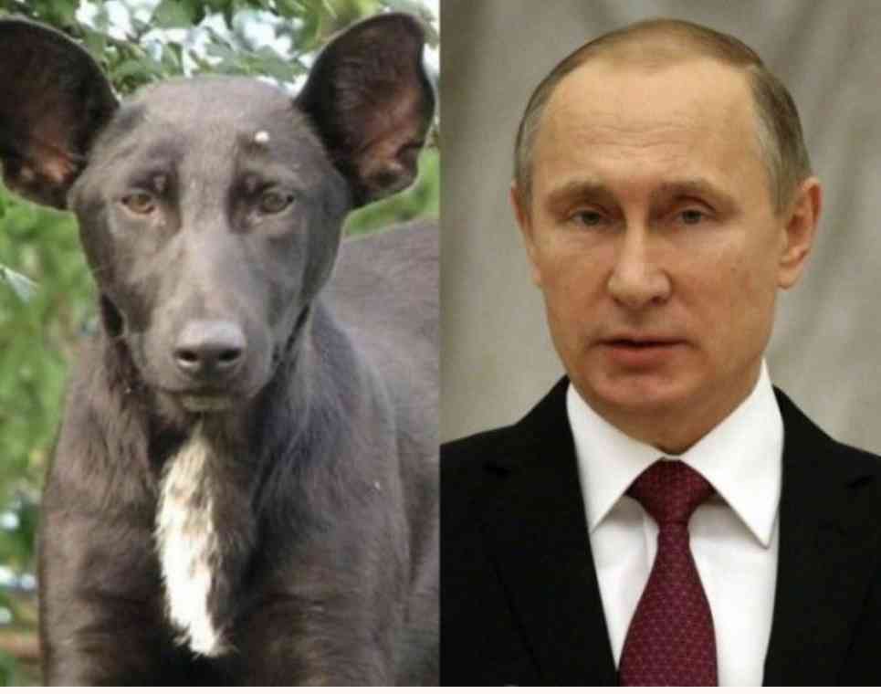 有名人を動物に例えて動物園をつくろう【悪口は禁止】