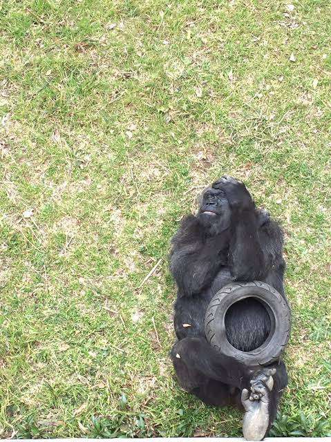 有名人を動物に例えて動物園をつくろう【悪口は禁止】