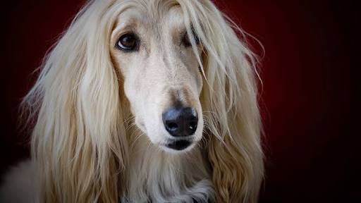 有名人を動物に例えて動物園をつくろう【悪口は禁止】