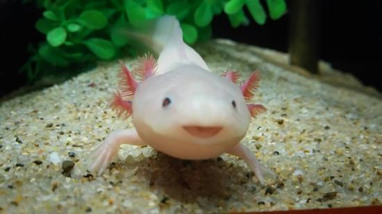よく分からんけどなんか楽しそう♡て画像を貼るトピ