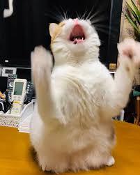 よく分からんけどなんか楽しそう♡て画像を貼るトピ