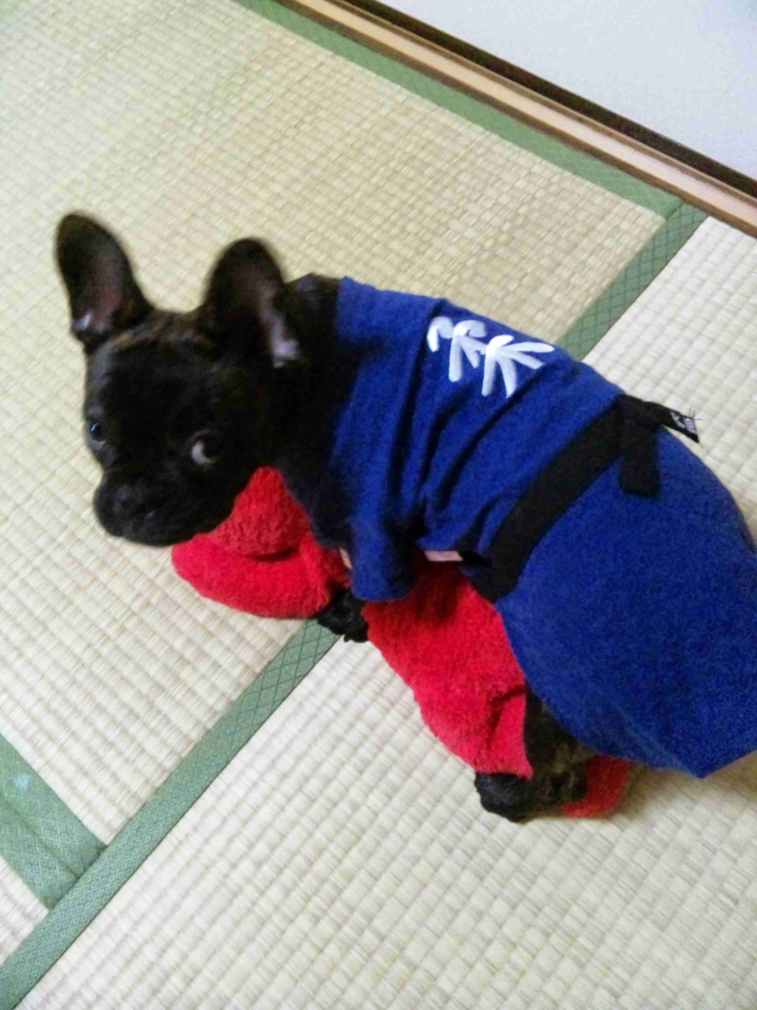 よく分からんけどなんか楽しそう♡て画像を貼るトピ