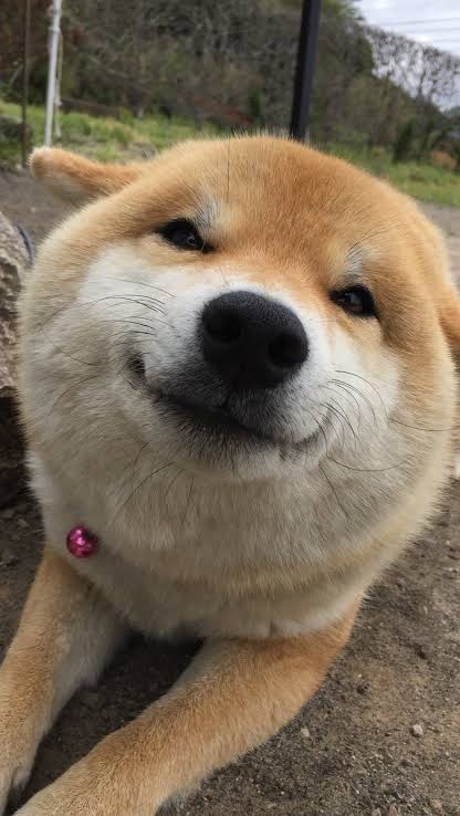 よく分からんけどなんか楽しそう♡て画像を貼るトピ