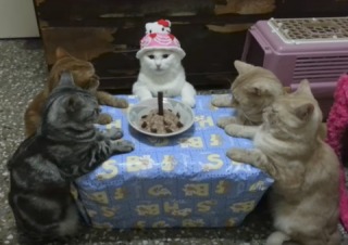よく分からんけどなんか楽しそう♡て画像を貼るトピ