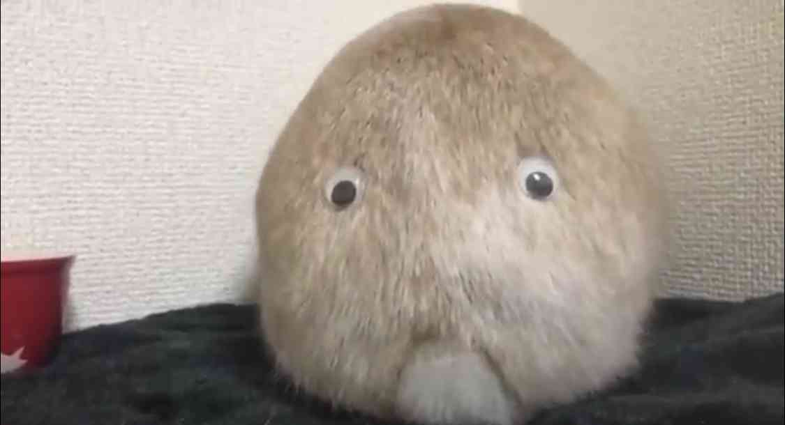 よく分からんけどなんか楽しそう♡て画像を貼るトピ