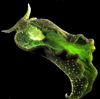 グリーンの画像で癒されるトピ