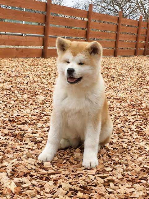 秋田犬動画シリーズ「もふチャン」で人気の子犬たちが“おうち時間”に癒しをお届け！