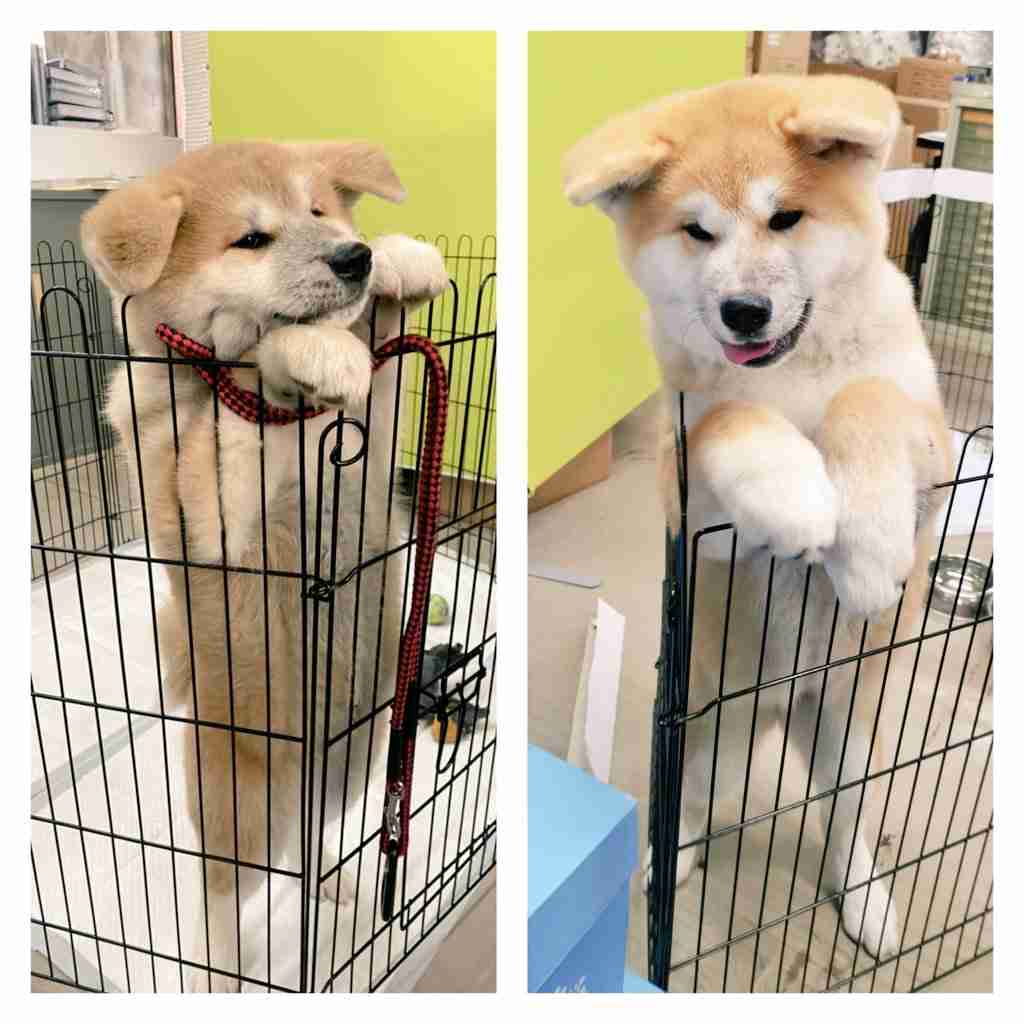 秋田犬動画シリーズ「もふチャン」で人気の子犬たちが“おうち時間”に癒しをお届け！