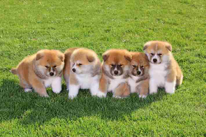 秋田犬動画シリーズ「もふチャン」で人気の子犬たちが“おうち時間”に癒しをお届け！