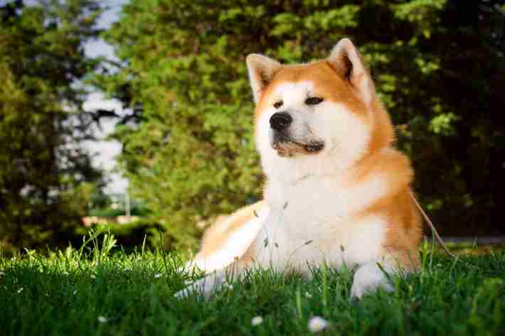 秋田犬動画シリーズ「もふチャン」で人気の子犬たちが“おうち時間”に癒しをお届け！