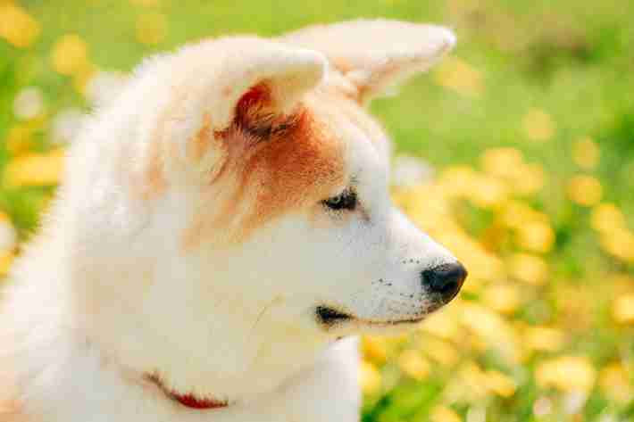 秋田犬動画シリーズ「もふチャン」で人気の子犬たちが“おうち時間”に癒しをお届け！
