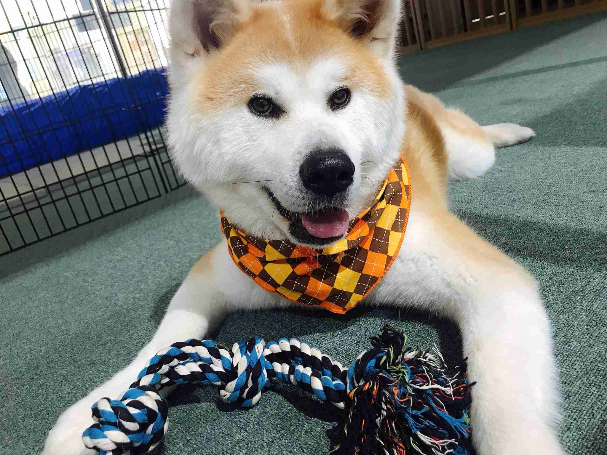 秋田犬動画シリーズ「もふチャン」で人気の子犬たちが“おうち時間”に癒しをお届け！