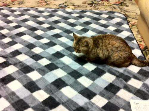 こたつ片付けましたか？